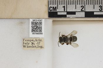 Media type: image;   Entomology 786090 Aspect: Labels